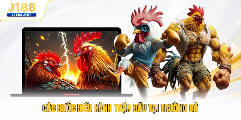 Các bước điều hành trận đấu tại trường gà